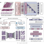 Nature | 开发癌症病理图片大模型——GigaPath