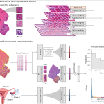 Nature Medicine | 使用多模态深度学习预测子宫内膜癌复发风险
